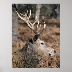 Het hert van de koning in Richmond Park, Londen, V Poster