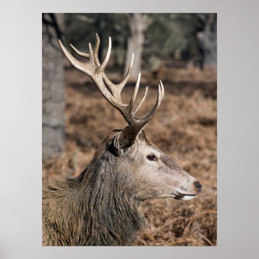 Het hert van de koning in Richmond Park, Londen, V Poster (Voorkant)