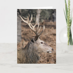 Het hertenbestand van Richmond Park, Londen, Veren Kaart