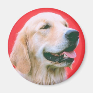 Het Hijgen van de retriever Magneet