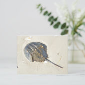 Het hoefijzer Briefkaart van de Krab (Staand voorkant)