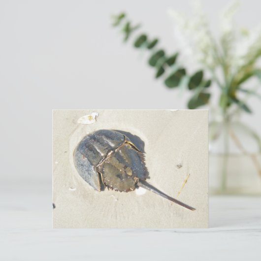 Het hoefijzer Briefkaart van de Krab (Staand voorkant)