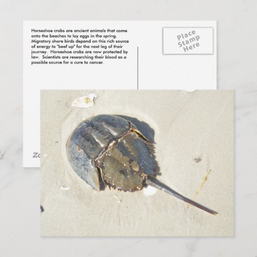 Het hoefijzer Briefkaart van de Krab (Voorkant / Achterkant)