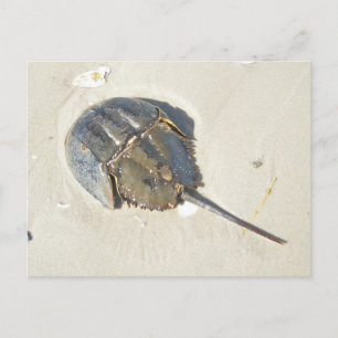 Het hoefijzer Briefkaart van de Krab