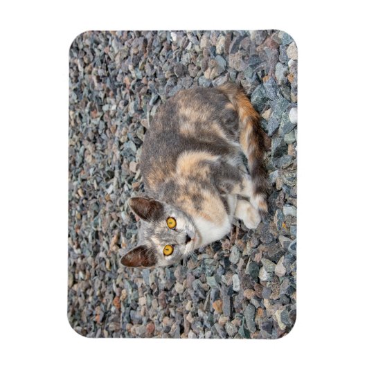 Het Hoesje van de Kat Pillow Magneet (Verticaal)