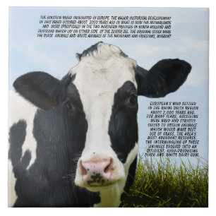 Het Holstein-ras Tegeltje