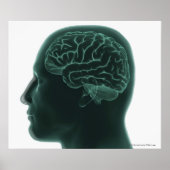 Het hoofd van de mens in profiel toont het brein poster (Voorkant)