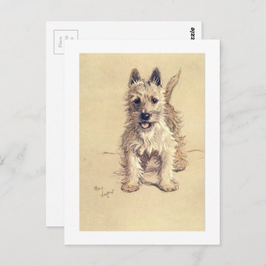 Het Hoogland Wit Terrier van het westen Briefkaart (Voorkant / Achterkant)