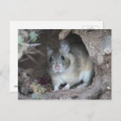 Het houten Briefkaart van de Rat (Voorkant / Achterkant)