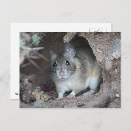 Het houten Briefkaart van de Rat (Voorkant / Achterkant)