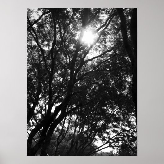 Het in de Bomen schijnen Poster (Voorkant)