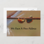 Het in evenwicht brengen Ladybugs Verandering van Aankondigingskaart (Voorkant / Achterkant)