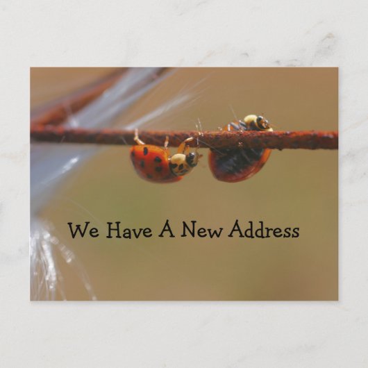 Het in evenwicht brengen Ladybugs Verandering van Aankondigingskaart (Voorkant)