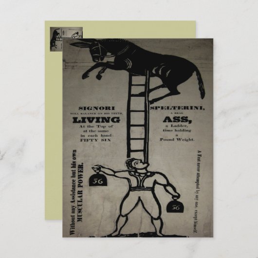 Het in evenwicht brengen van een Levende Donkey ~ Briefkaart (Voorkant / Achterkant)