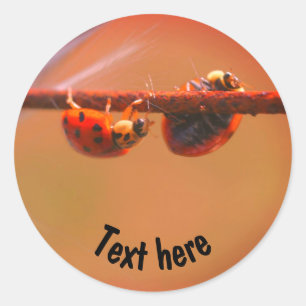 Het in evenwicht brengen van Natuur Ladybugs Geper Ronde Sticker