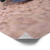 Het inspirerende Zee van het Baby van het Citaat s Poster (Hoek)