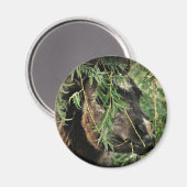 Het is alleen magneet (Voorkant / Achterkant)