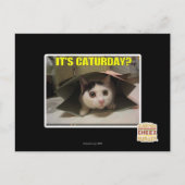 Het is Caturday? Briefkaart (Voorkant)
