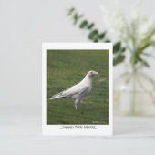 Het is de thuisbasis van het Rare White Raven-Brie Briefkaart (Staand voorkant)