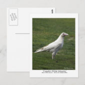 Het is de thuisbasis van het Rare White Raven-Brie Briefkaart (Voorkant / Achterkant)