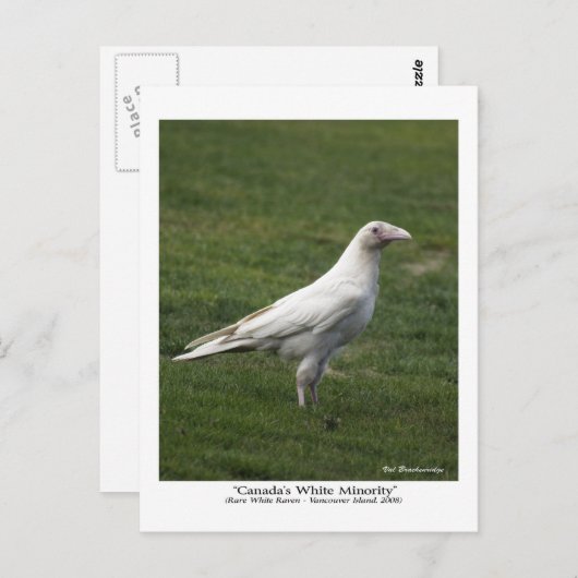 Het is de thuisbasis van het Rare White Raven-Brie Briefkaart (Voorkant / Achterkant)