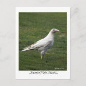Het is de thuisbasis van het Rare White Raven-Brie Briefkaart (Voorkant)
