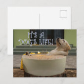 Het is een briefkaart voor het leven van honden (Voorkant / Achterkant)