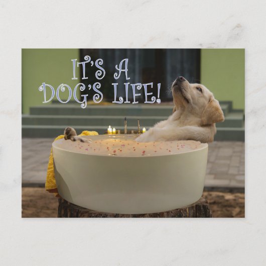 Het is een briefkaart voor het leven van honden (Voorkant)
