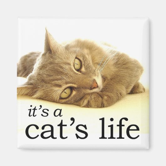 Het is een Cat's Life - Magnet (Voorkant)