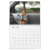Het is een Chi Thing Chihuahua Calendar Kalender (Mar 2027)