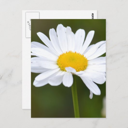 Het is een Daisy Briefkaart (Voorkant / Achterkant)