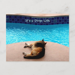 Het is een Dogs Life ~ Briefkaart / Invitaties