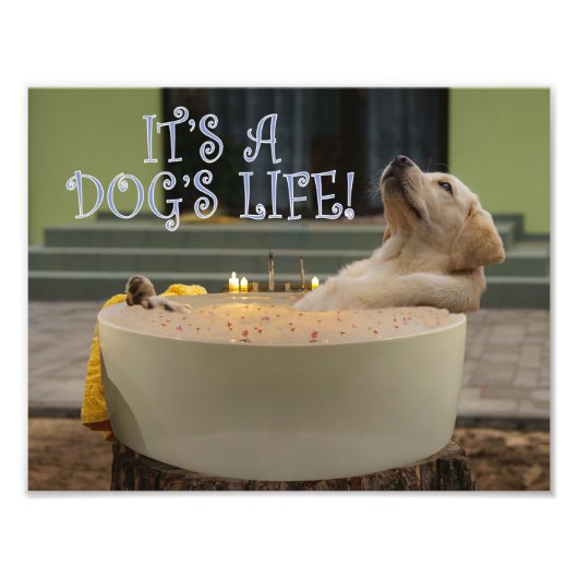 Het is een foto van het leven van honden afdruk (Voorkant)