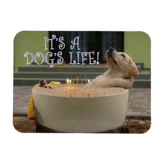Het is een honden-zwemmagneet magneet (Horizontaal)