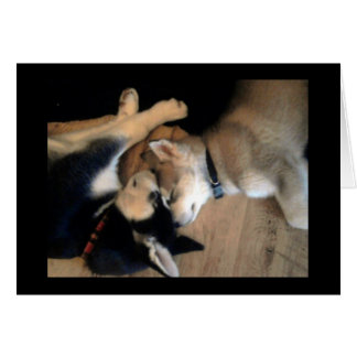 Het is een hondenleven