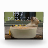 Het is een hondenleven fotoblokken (Voorkant)