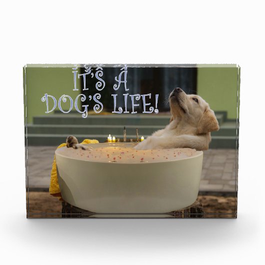 Het is een hondenleven fotoblokken (Voorkant)