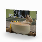 Het is een hondenleven fotoblokken (Rechts)