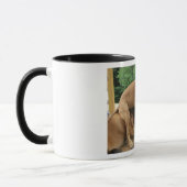Het is een "Mastiff" ding! Engelse Mastiff-foto Mok (Links)