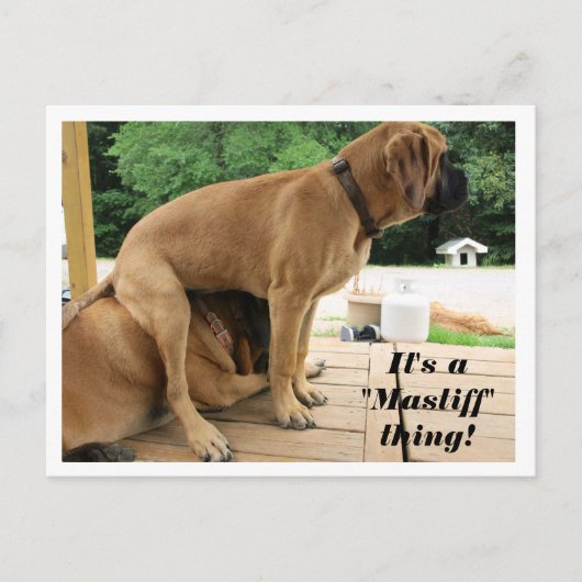 Het is een "Mastiff" ding! gekke Engelse Mastiff-h Briefkaart (Voorkant)