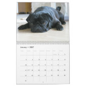 Het is een Pug Calendar Kalender (Jan 2027)