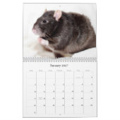 Het is een Rat World Calendar 2016 Kalender (Jan 2027)