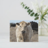 Het is een Roundup. Zwart-witkoe beslag - Charolai Briefkaart (Staand voorkant)