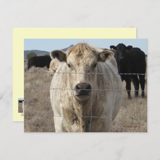 Het is een Roundup. Zwart-witkoe beslag - Charolai Briefkaart (Voorkant / Achterkant)