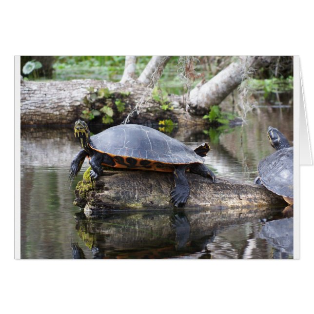 Het is een schildpaddenleven (Voorkant Horizontaal)