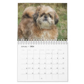 Het is een sjiitische Tzu wereld Kalender (Jan 2026)