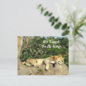Het is hard om koning te zijn - Pic of Lion Slapin Briefkaart (Staand voorkant)