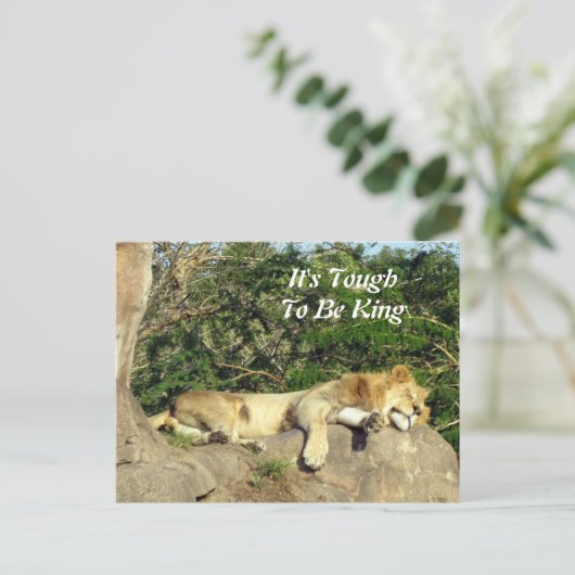 Het is hard om koning te zijn - Pic of Lion Slapin Briefkaart (Staand voorkant)