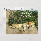 Het is hard om koning te zijn - Pic of Lion Slapin Briefkaart (Voorkant / Achterkant)