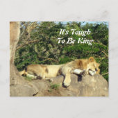Het is hard om koning te zijn - Pic of Lion Slapin Briefkaart (Voorkant)